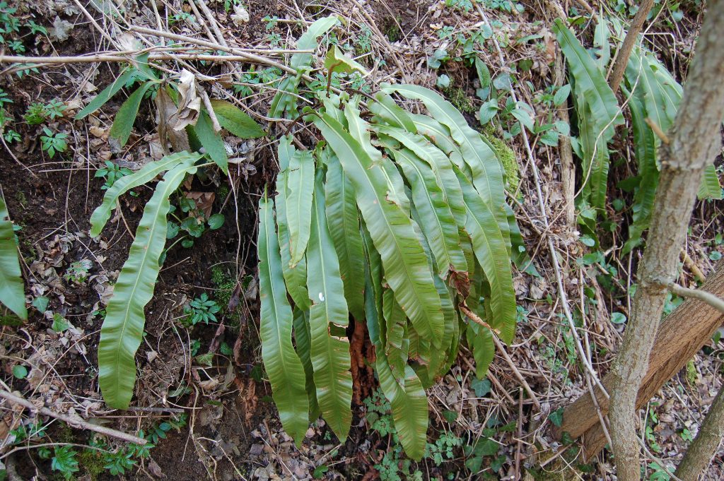 Asplenium scolopendrium